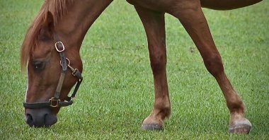A horse is seen grazing at Pink Flamingo Stables, Lake Worth Beach, U.S., July 8, 2025. (AP Photo)