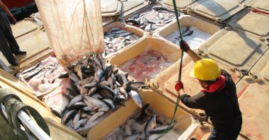 A worker is seen arranging Turkish salmon at a facility in the northern province of Trabzon, known for its abundance of the fish type, Türkiye, June 22, 2025. (AA Photo)