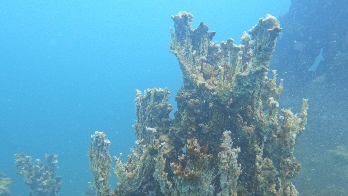 The newly discovered 70-meter microbialite in the depths of Lake Van, Türkiye, July 21, 2025. (DHA Photo)