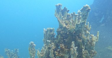 The newly discovered 70-meter microbialite in the depths of Lake Van, Türkiye, July 21, 2025. (DHA Photo)