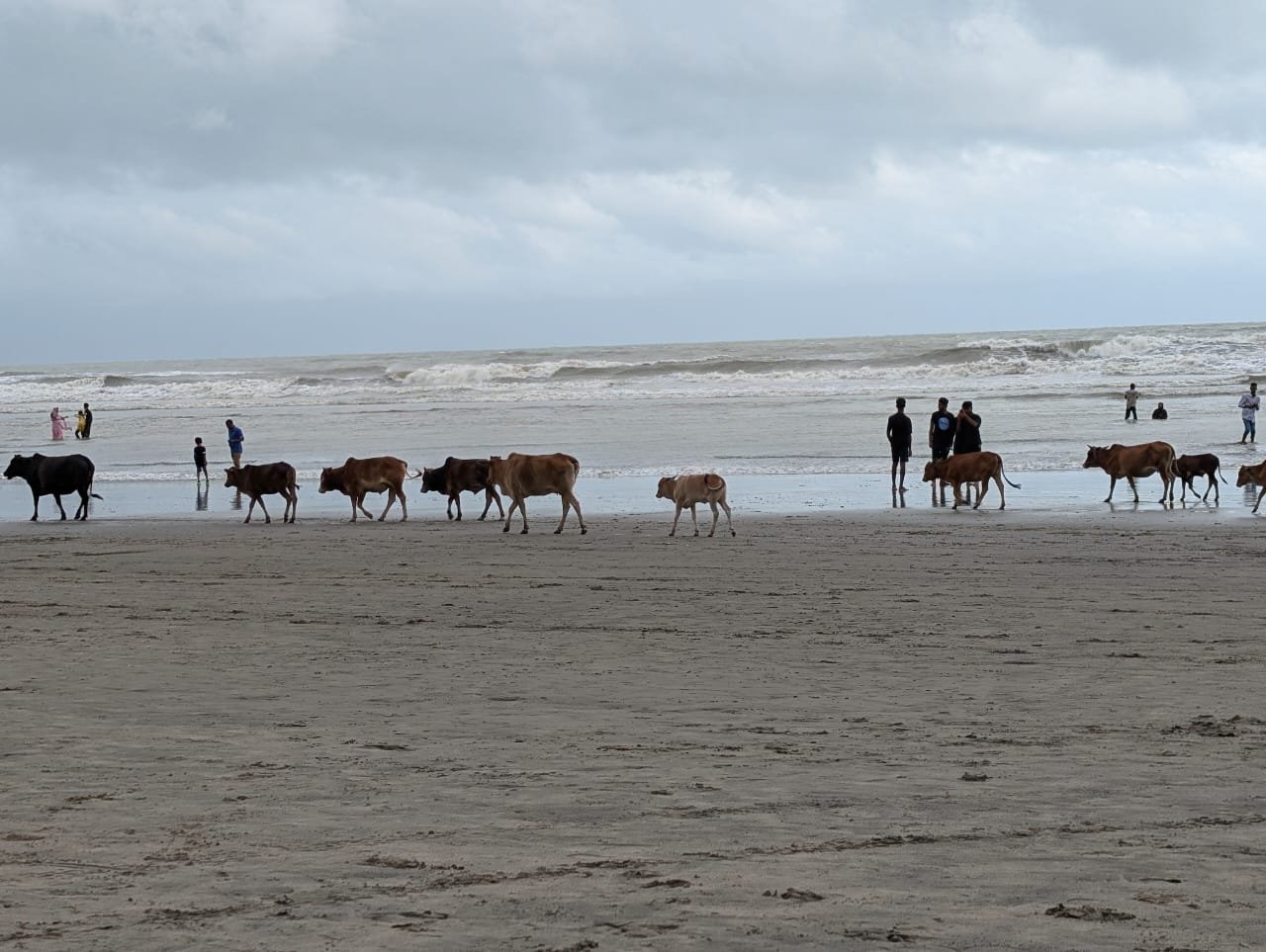 Cows pass by Laboni Beach in Cox’s Bazar, Bangladesh, June 18, 2025. (Photo by Shakir Husain)