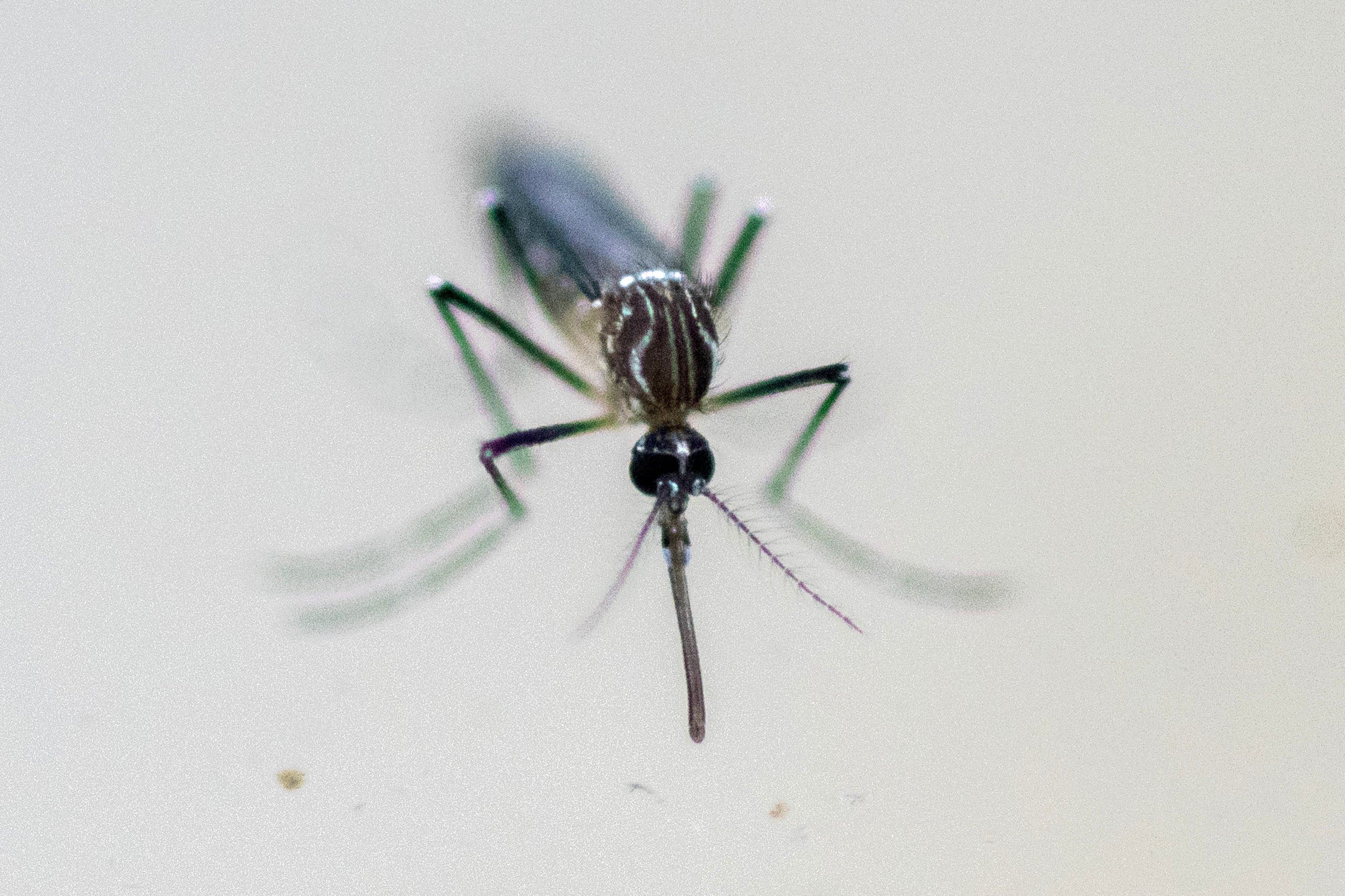 2 die, 8 infected with West Nile virus in Italy this year