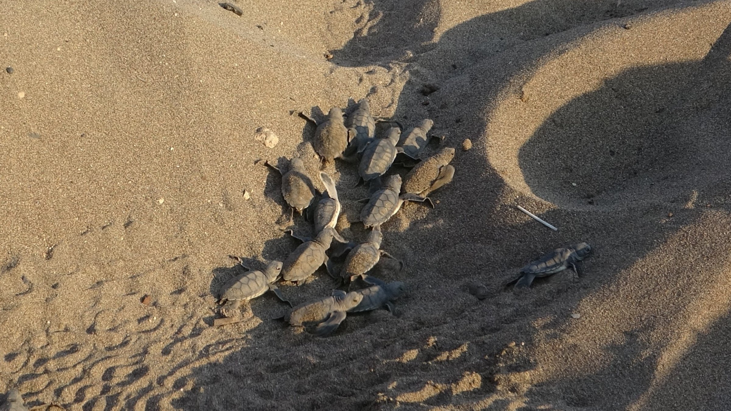 A group of newly hatched sea turtles makes their way across the sandy beach toward the Mediterranean Sea on the southern coast of Mersin, Türkiye, July 23, 2025. (IHA Photo)