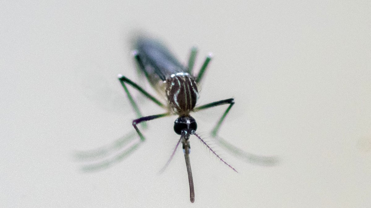 A mosquito is examined at the entomology department of the Health Ministry, Guatemala City, Guatemala, July 22, 2024. (Reuters Photo)
