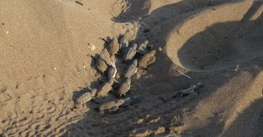 A group of newly hatched sea turtles makes their way across the sandy beach toward the Mediterranean Sea on the southern coast of Mersin, Türkiye, July 23, 2025. (IHA Photo)