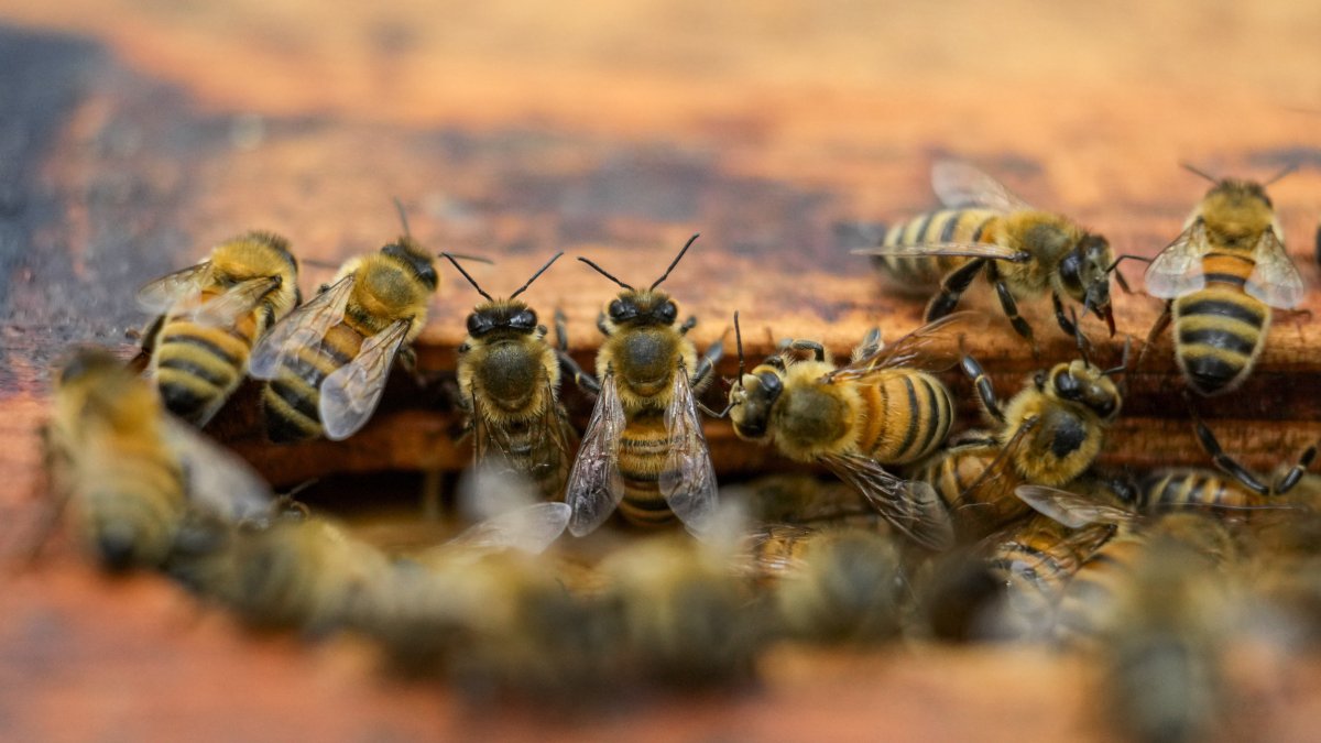 A colony of bees is seen at a hive in the backyard of University of Maryland bee researcher Nathalie Steinhauer in College Park, Maryland, U.S., June 21, 2023. (AP Photo)
