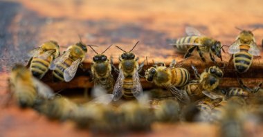 A colony of bees is seen at a hive in the backyard of University of Maryland bee researcher Nathalie Steinhauer in College Park, Maryland, U.S., June 21, 2023. (AP Photo)