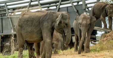 This handout photograph taken and released by Sri Lanka&#039;s Ministry of Environment on July 17, 2025, shows baby elephants being released by Udawalawe Elephant Transit Home into the Mau Ara forest area within the Udawalawe Wildlife Sanctuary in the country&#039;s southern region. (AFP Photo)