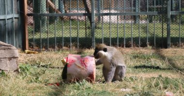 A monkey enjoys a refreshing icy fruit cocktail made of seasonal fruits at Anadolu Harikalar Diyarı Zoo, Kayser, Türkiye, July 27, 2025. (DHA Photo)