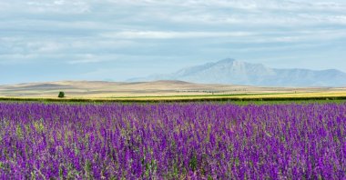 A view of a lavender garden, Konya, Türkiye (Shutterstock Photo)