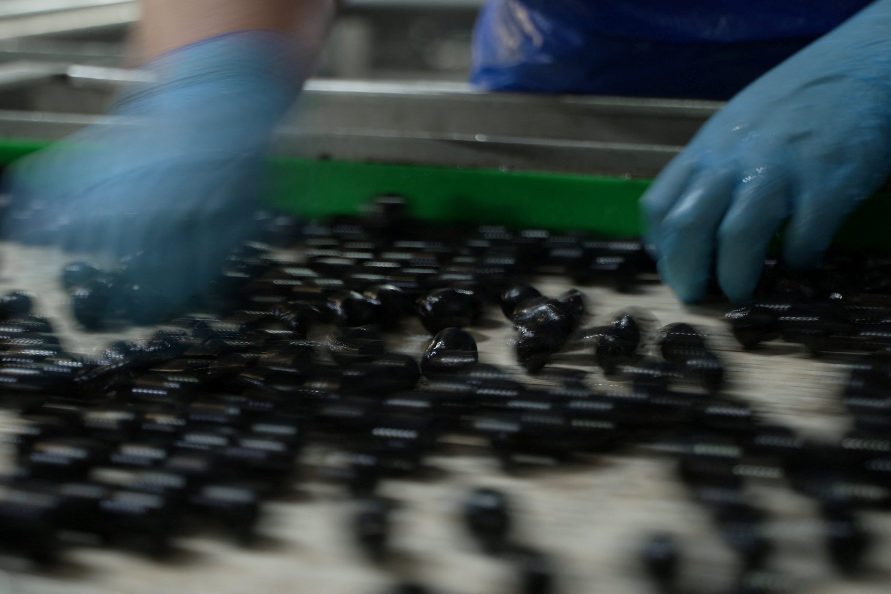 Bir işçi zeytinleri bir konveyör bandına sıralar La torta de andalucia zeytin canning factoryö Herrera, İspanya, 22 Temmuz 2025. (Reuters fotoğrafı)