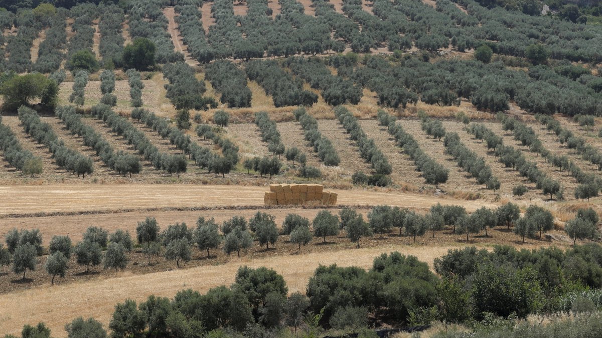 Spanish black olive exporters face more hurdles with new US tariffs