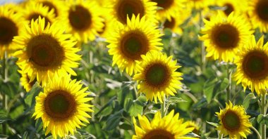A view of sunflowers in Tekirdağ, Türkiye, July 26, 2025 (AA Photo)