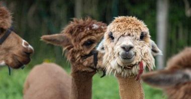 According to a new study, llamas may offer a beacon of hope for schizophrenia treatment. (Shutterstock Photo)
