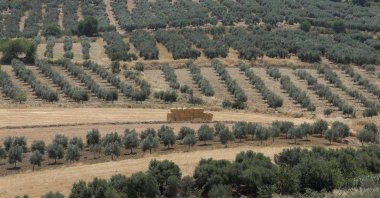 Hay bales are seen between olive groves in fields in Cuevas del Becerro, Spain, July 8, 2025. (Reuters Photo)