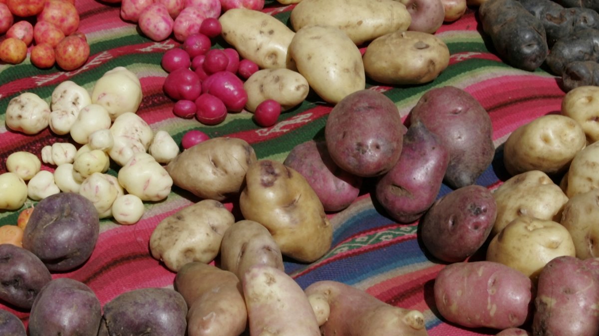 Potato varieties displayed at a harvest festival in the highland village of Pillapi, north of La Paz, Bolivia, March 21, 2006. (Reuters Photo)