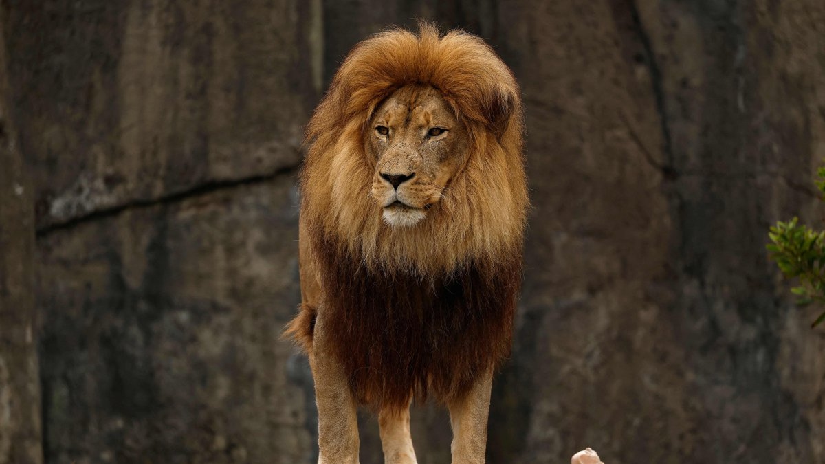 Give pets to zoo to feed wild cats, says Danish zoo