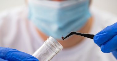 Scientists collect ticks in Şenkaya, Erzurum, to study the transmission of Crimean-Congo hemorrhagic fever virus in Türkiye. (Shuttestock Photo)