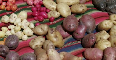 Potato varieties displayed at a harvest festival in the highland village of Pillapi, north of La Paz, Bolivia, March 21, 2006. (Reuters Photo)