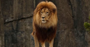 A lion stands in its enclosure at the San Francisco Zoo in San Francisco, California, U.S., July 22, 2025. (AFP Photo)