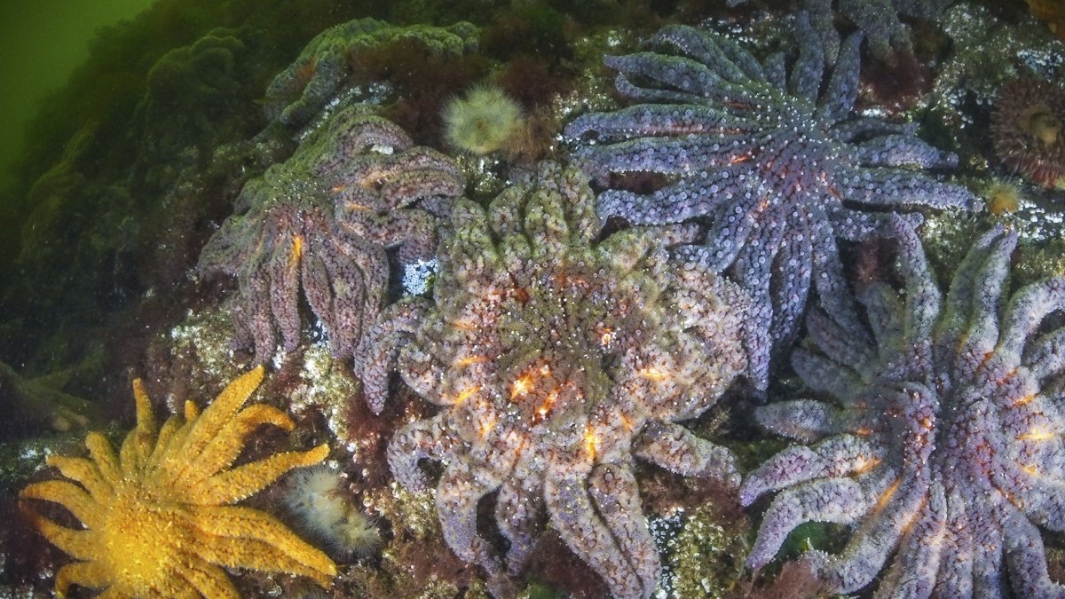 Healthy populations of sunflower sea stars in the Knight Inlet fjord of the Central Coast of British Columbia, Canada, 2023. (Hakai Institute via AP Photo)