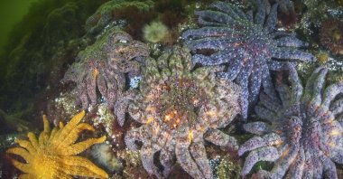 Healthy populations of sunflower sea stars in the Knight Inlet fjord of the Central Coast of British Columbia, Canada, 2023. (Hakai Institute via AP Photo)