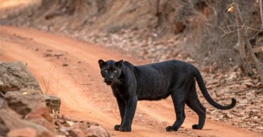 A zoo in Denmark has found itself in hot water after sending out an appeal on social media for animals to feed their predators. (Shutterstock Photo)