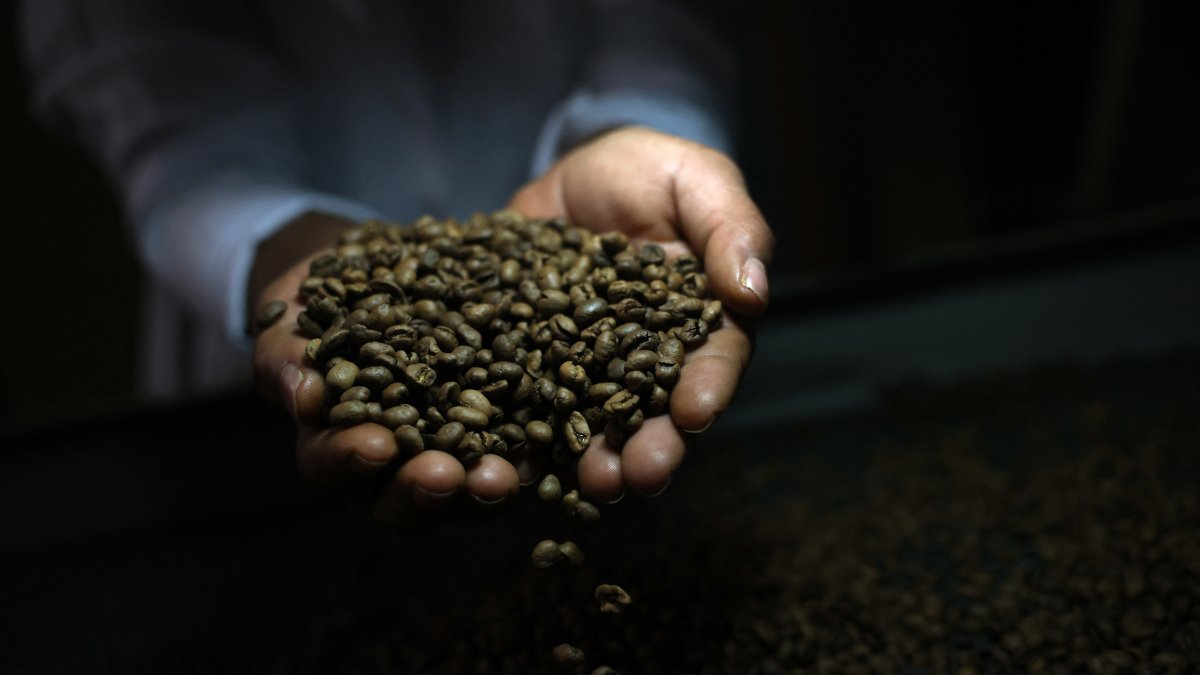 A worker checks roasted coffee beans at a farm near Brasilia, Brazil, July 15, 2025. (Reuters Photo)
