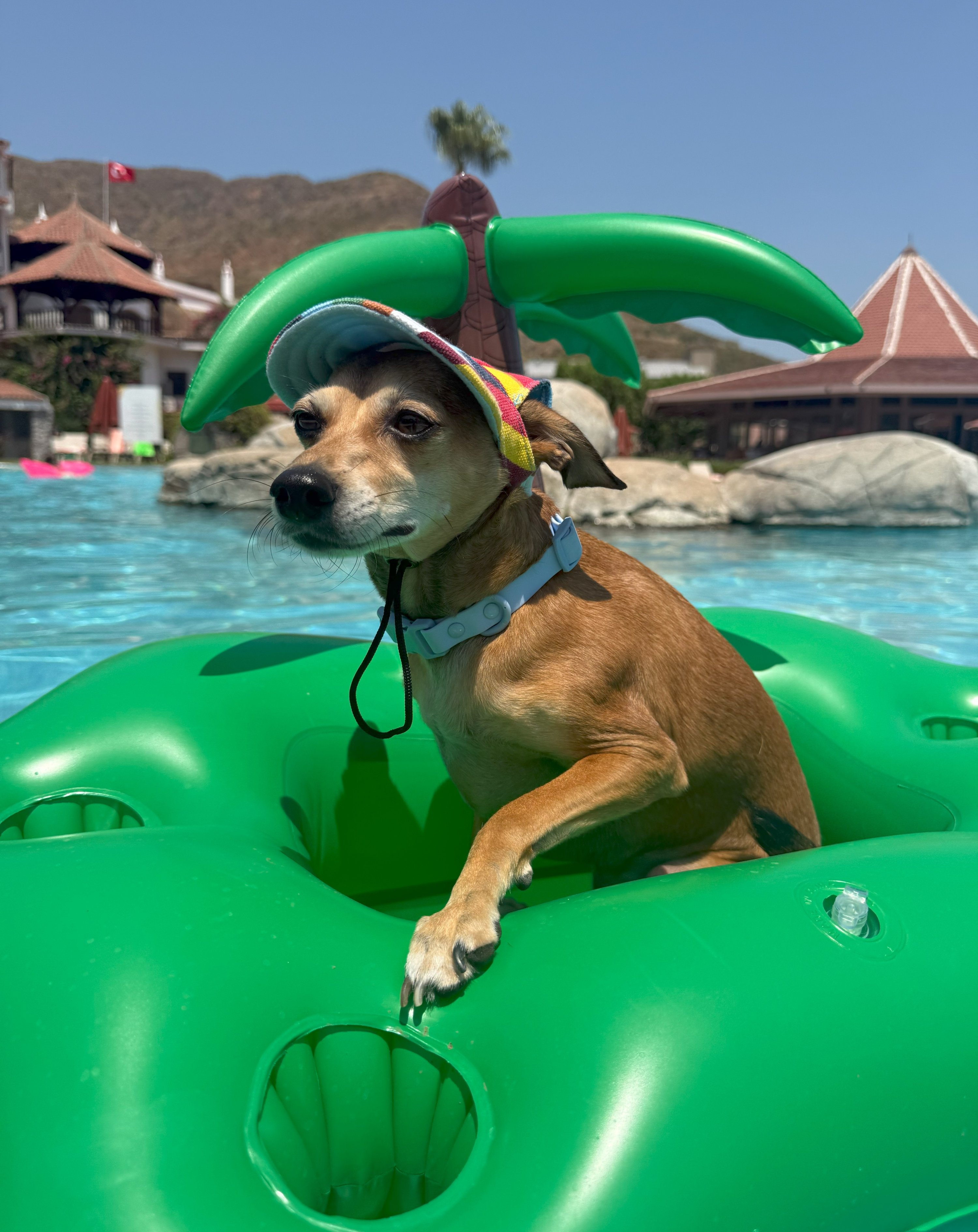 A dog swims in the pool at Martı Hotel, Marmaris. (Photo by Derya Taşbaşı)