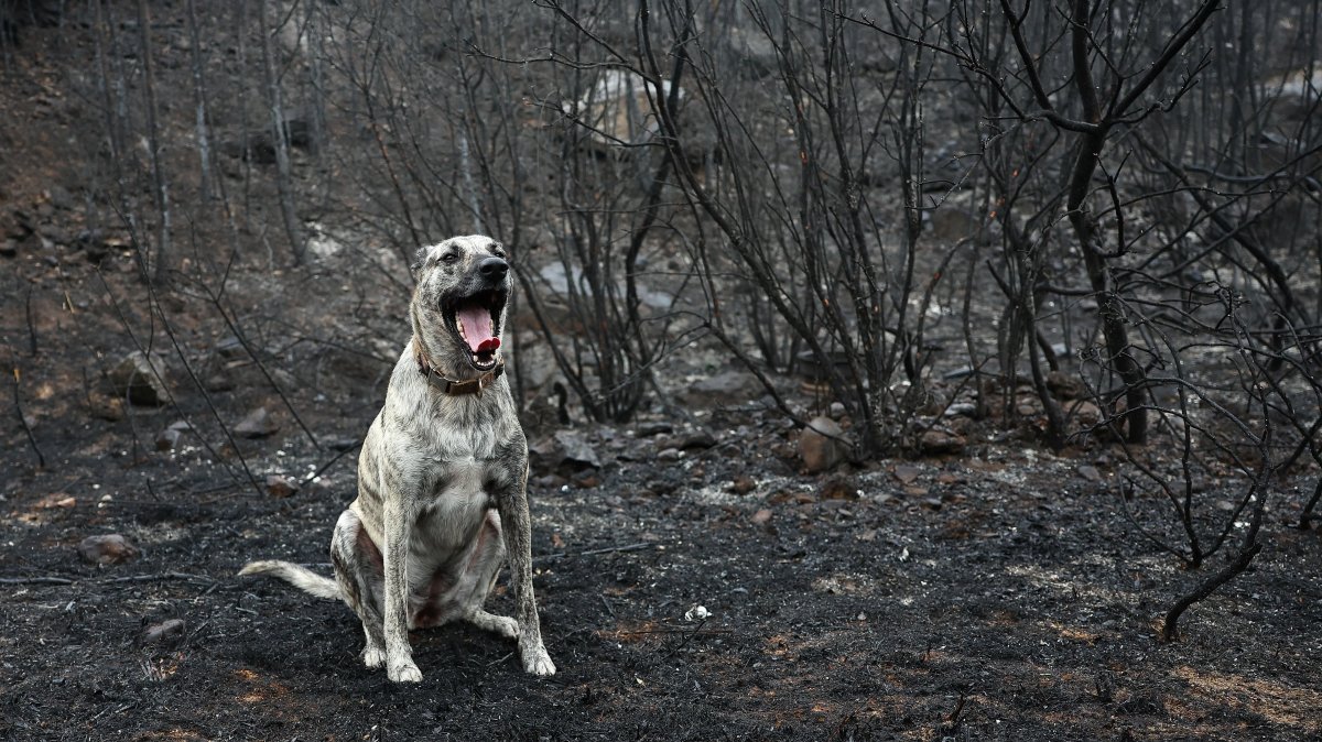 A dog sits in an area scorched by a wildfire, in Ribaute near Narbonne, France, Aug. 8, 2025. (Reuters Photo)