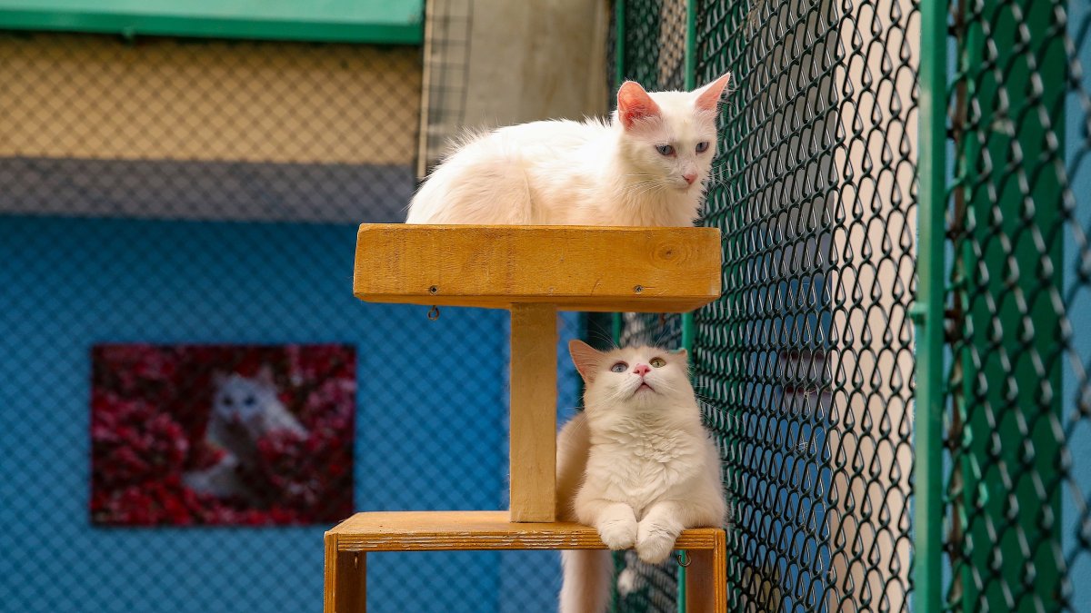Two Van cats rest in their air-conditioned room at the Cat Villa, Van, eastern Türkiye, Aug. 7, 2025. (AA Photo)