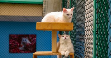 Two Van cats rest in their air-conditioned room at the Cat Villa, Van, eastern Türkiye, Aug. 7, 2025. (AA Photo)