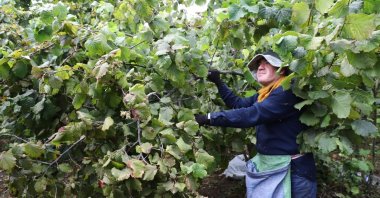 A person collects hazelnuts at a farm in Ordu, northern Türkiye, Aug. 10, 2025. (IHA Photo)