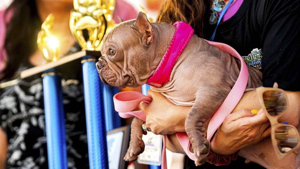 Petunia celebrates winning first place in the World's Ugliest Dog Contest at the Sonoma County Fair in Santa Rosa, California, U.S., Aug. 8, 2025. (AP Photo)