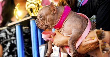 Petunia celebrates winning first place in the World's Ugliest Dog Contest at the Sonoma County Fair in Santa Rosa, California, U.S., Aug. 8, 2025. (AP Photo)