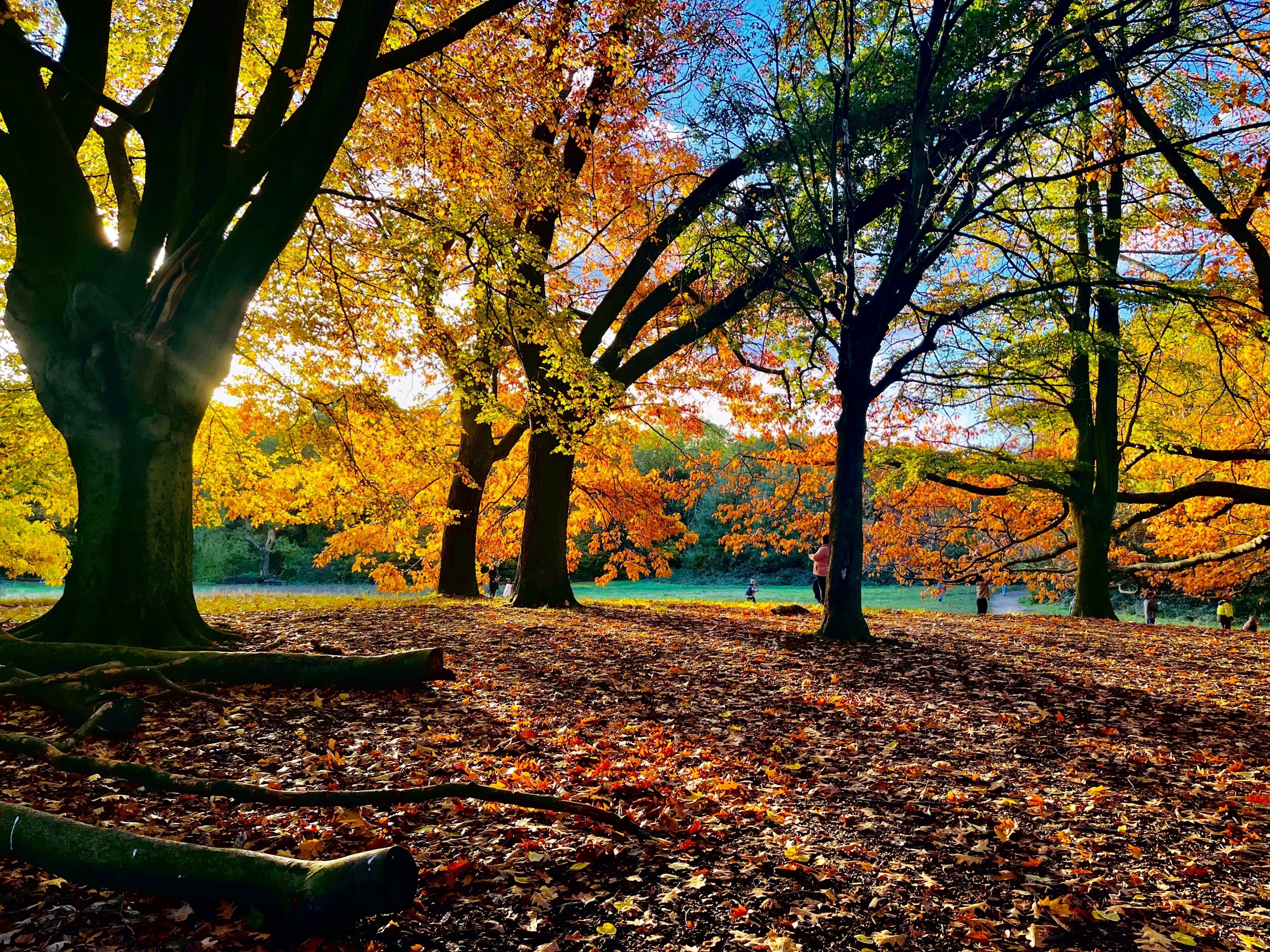 The sun glints through the trees, casting shadows on a carpet of golden leaves, on a beautiful autumn day, Hampstead Heath, London, Nov. 11, 2023. (Shutterstock Photo)
