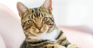 Experts believe the findings could contribute to the development of new treatments for Alzheimer&#039;s disease, as well as help to understand and manage feline dementia. (Shutterstock Photo)