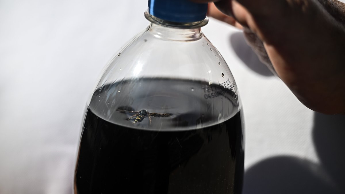 Turkish family sues US soda giant after dead bee found in bottle