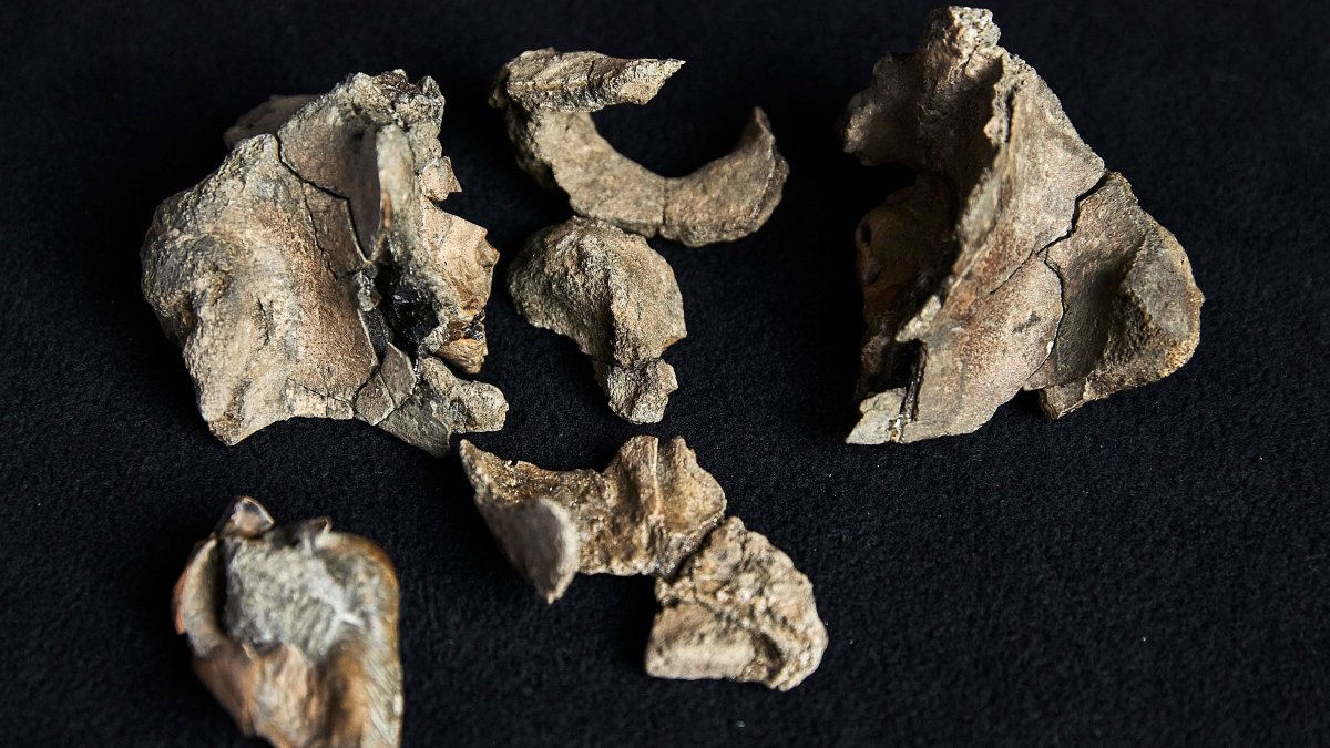 In this photo, taken on Aug. 5, 2025, and released by Museums Victoria on Aug. 13, 2025, a partial fossil skull of a Janjucetus dullardi is shown at Museums Victoria in Melbourne, Australia. (AFP Photo)