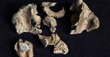 In this photo, taken on Aug. 5, 2025, and released by Museums Victoria on Aug. 13, 2025, a partial fossil skull of a Janjucetus dullardi is shown at Museums Victoria in Melbourne, Australia. (AFP Photo)