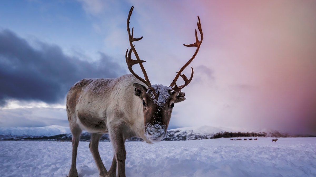 Arctic reindeer at risk from rapid climate change: Researchers