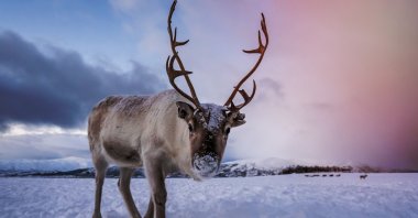 A curious reindeer, Tromso region, northern Norway. (Shutterstock Photo)