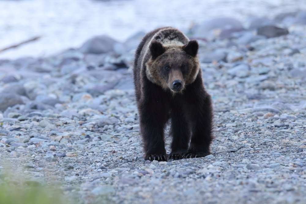 Rjavi medved v gozdu na Japonskem napadel pohodnika
