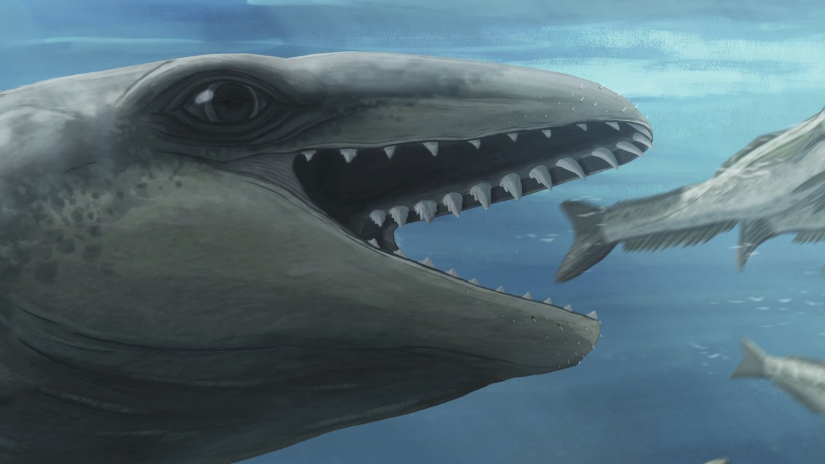 Prehistoric whale fossil discovery