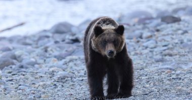 A brown bear stands on a rocky riverbank. (Shutterstock Photo)