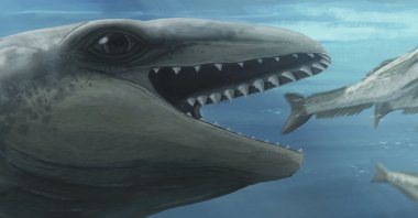 In this illustration provided by Ruairidh Duncan a Janjucetus dullardi is depicted chasing a fish. (AP Photo)