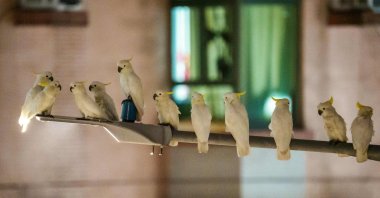 This picture shows several yellow-crested cockatoos resting atop a light pole in the Sai Ying Pun neighborhood, Hong Kong, China, July 30, 2025. (AFP Photo)