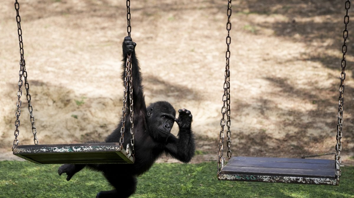 Zeytin, the baby gorilla, plays and swings with its caretakers at a licensed zoo, Istanbul, Türkiye, Aug. 21, 2025. (AA Photo)