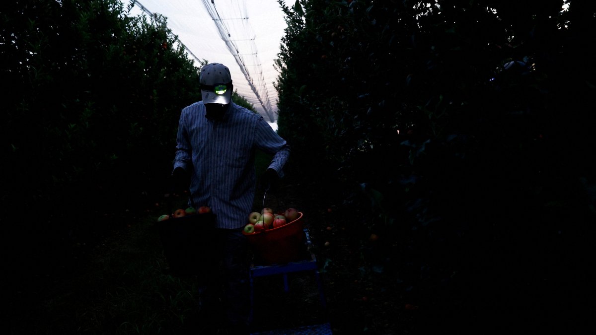 A temporary worker picks apples from the trees at dawn to escape the high temperatures during the day, Lleida, Spain, Aug. 15, 2025. (Reuters Photo)