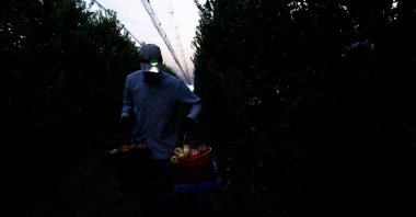 A temporary worker picks apples from the trees at dawn to escape the high temperatures during the day, Lleida, Spain, Aug. 15, 2025. (Reuters Photo)